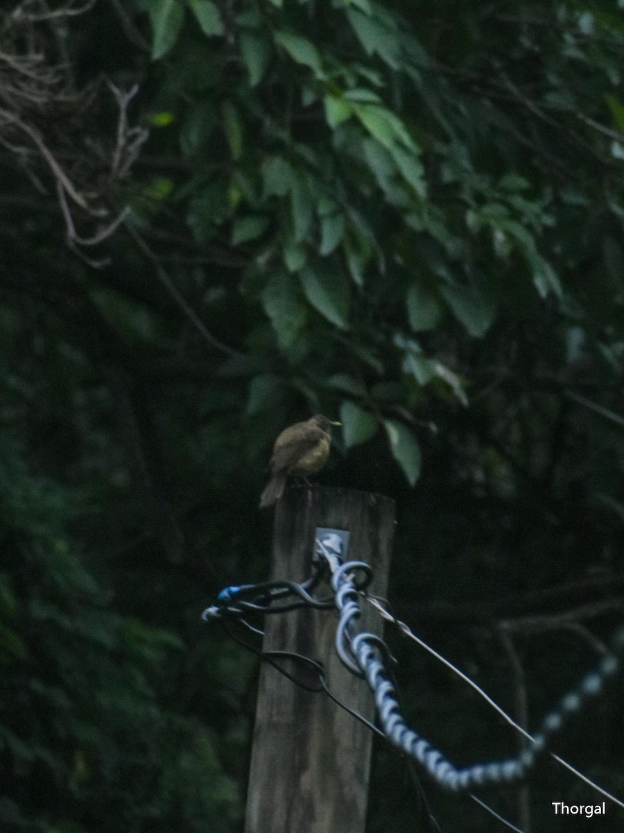 Merle fauve - ML644667825