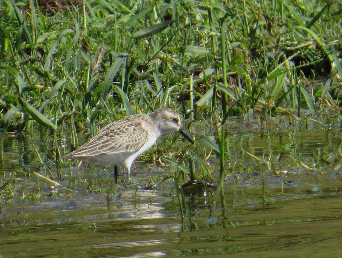 sandsnipe - ML644667827