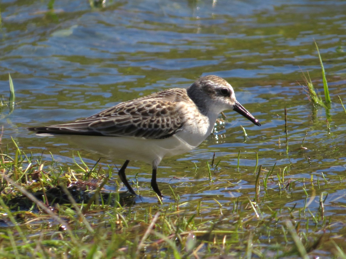 sandsnipe - ML644667828
