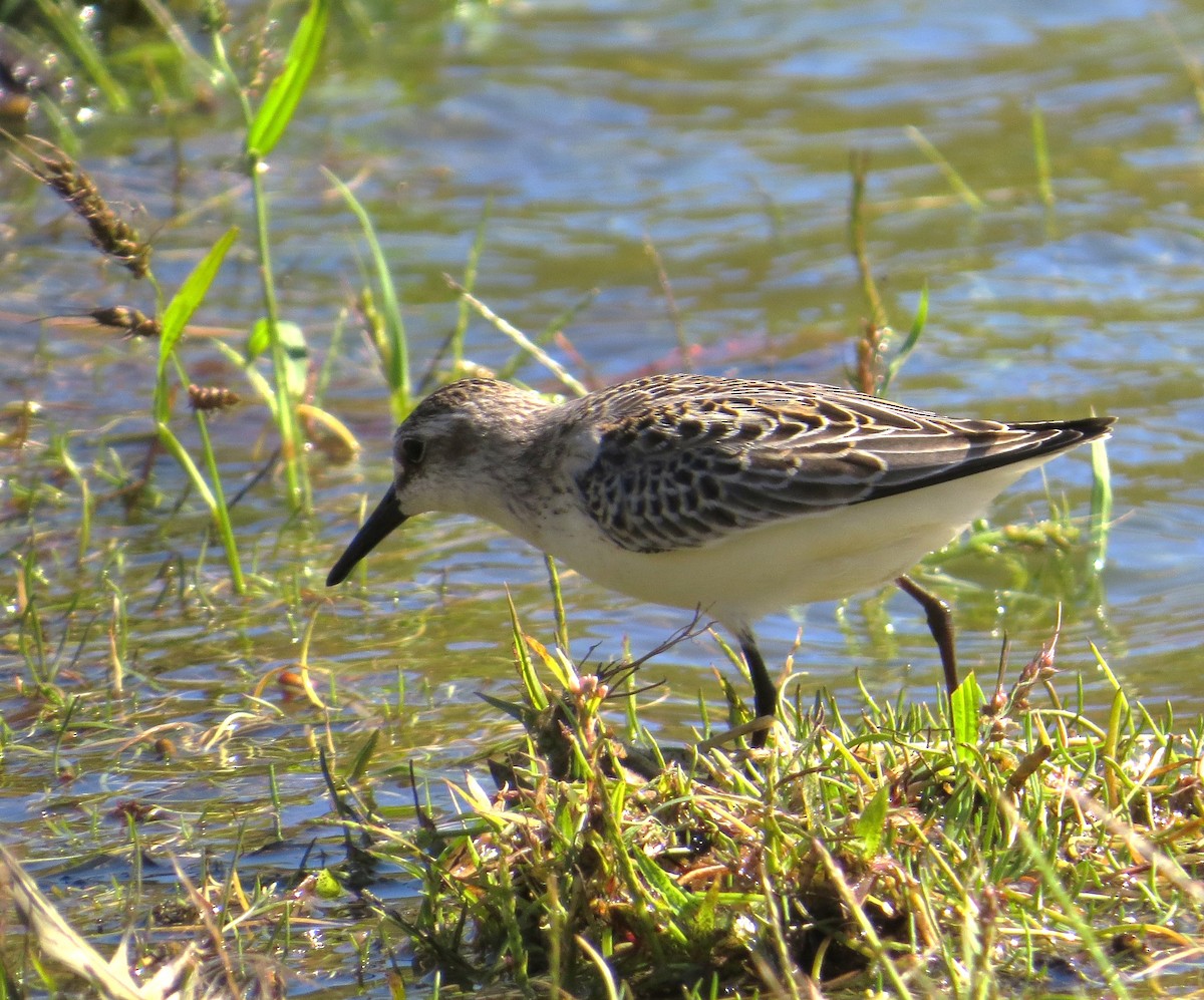 sandsnipe - ML644667829