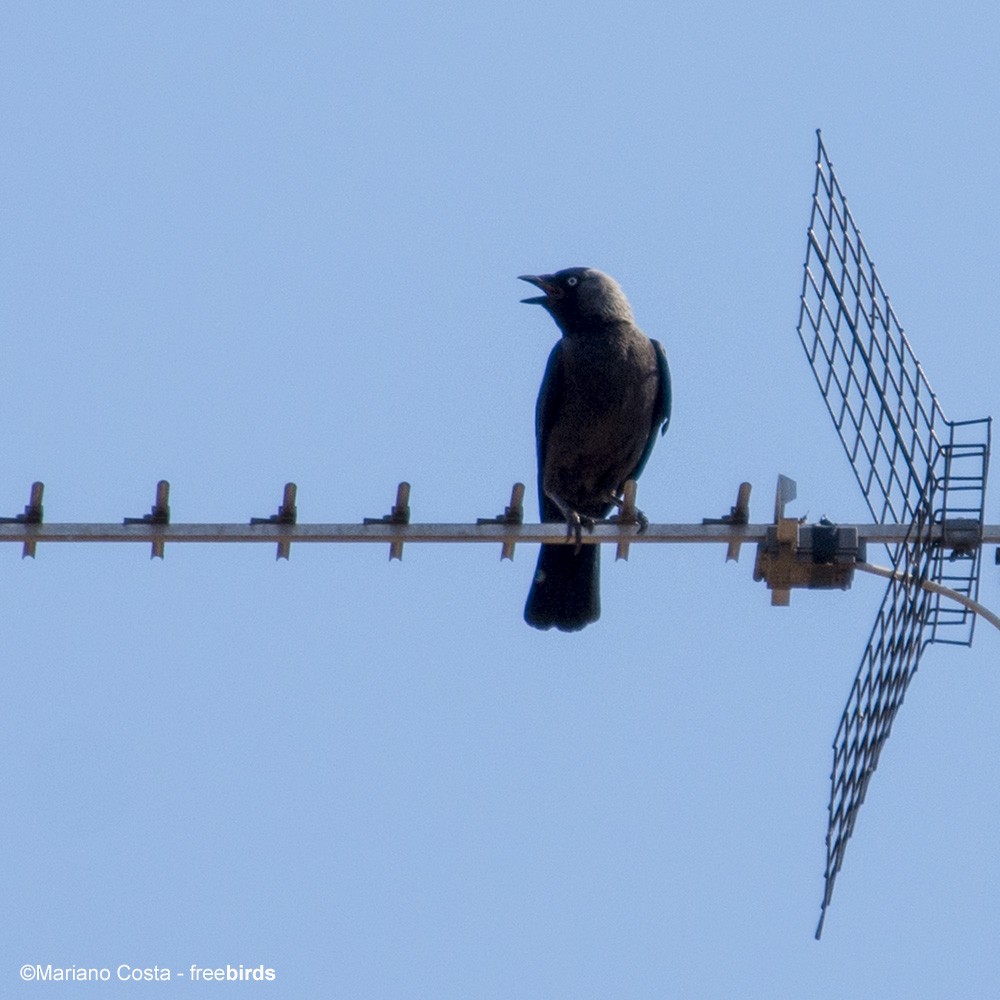 Taccola - ML644667859