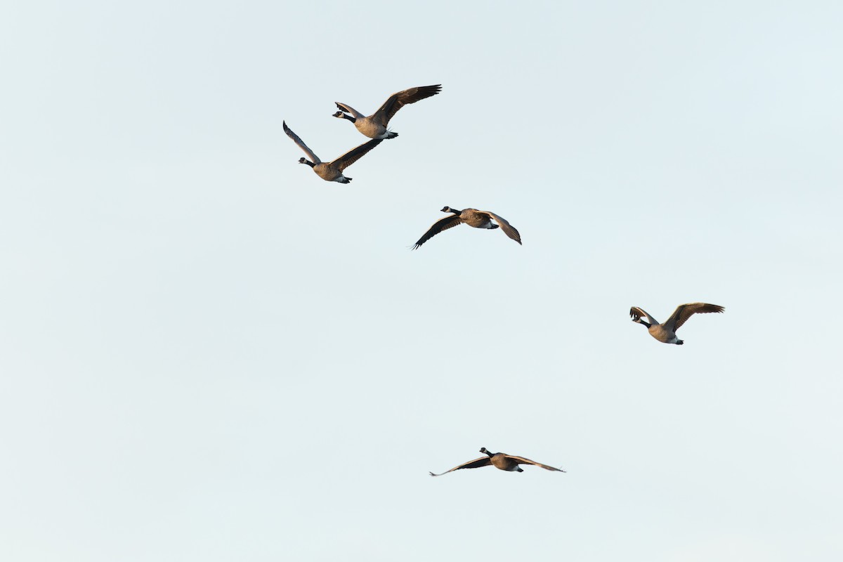 Canada Goose - ML644667871