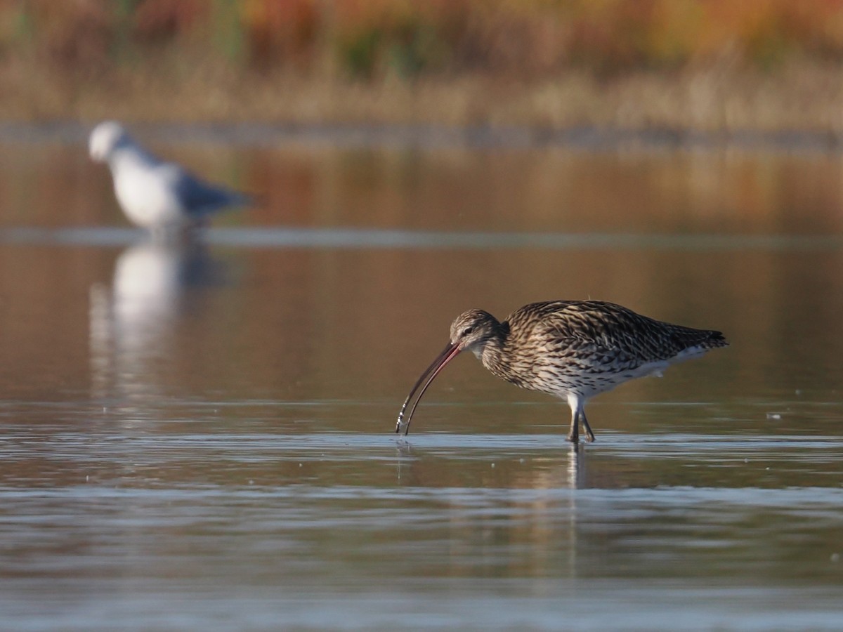 Морин тутгалжин - ML644667881
