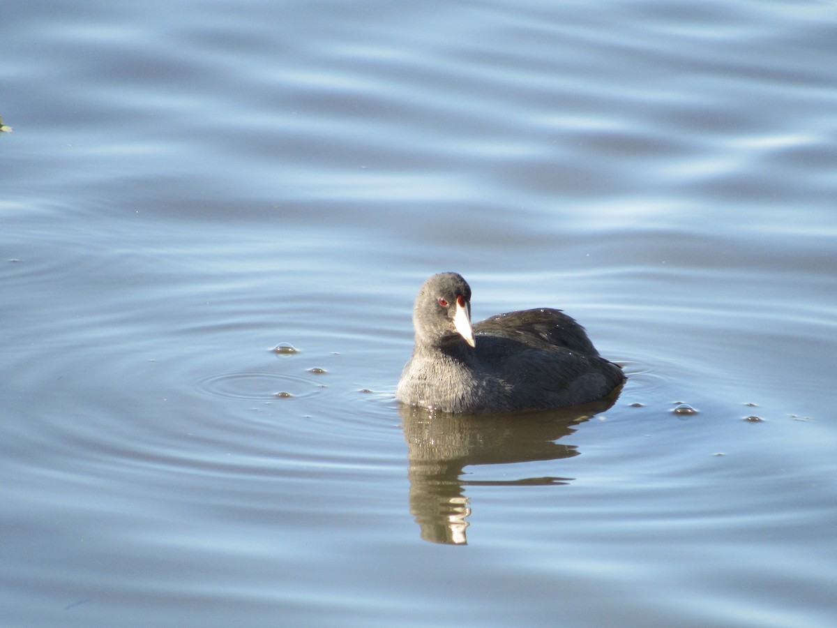 American Coot - ML644667885