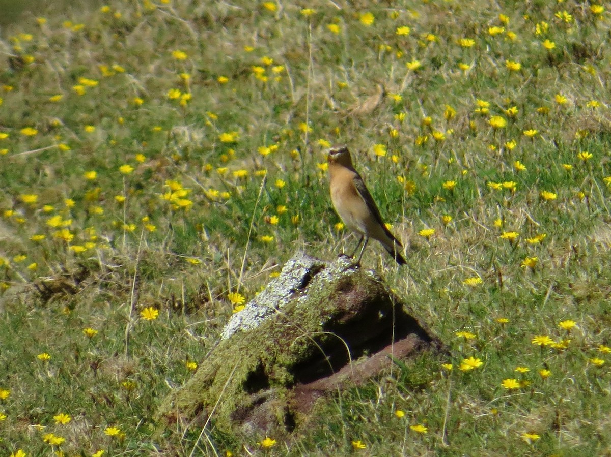 ハシグロヒタキ - ML644667887