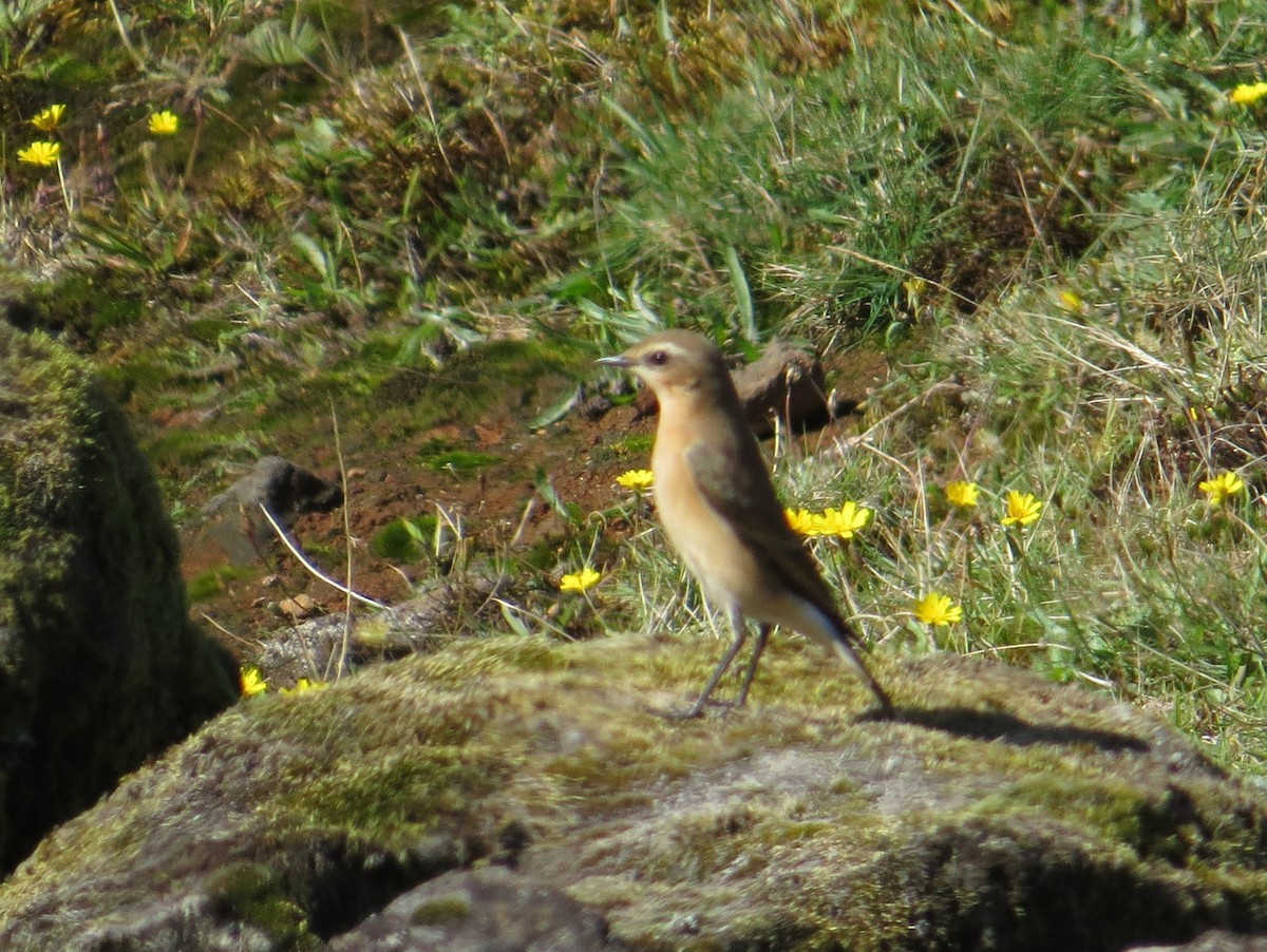 ハシグロヒタキ - ML644667888