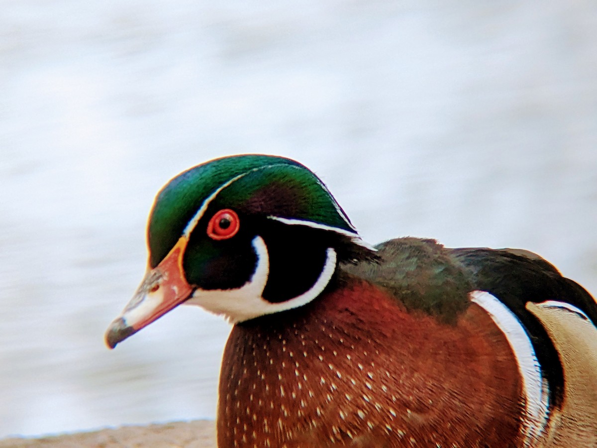 Wood Duck - ML644667922