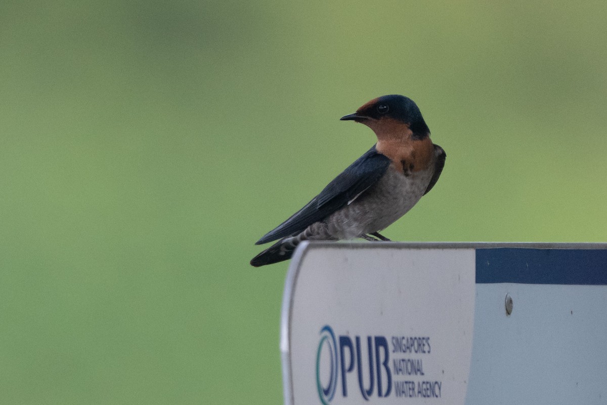 Pacific Swallow - ML644667924