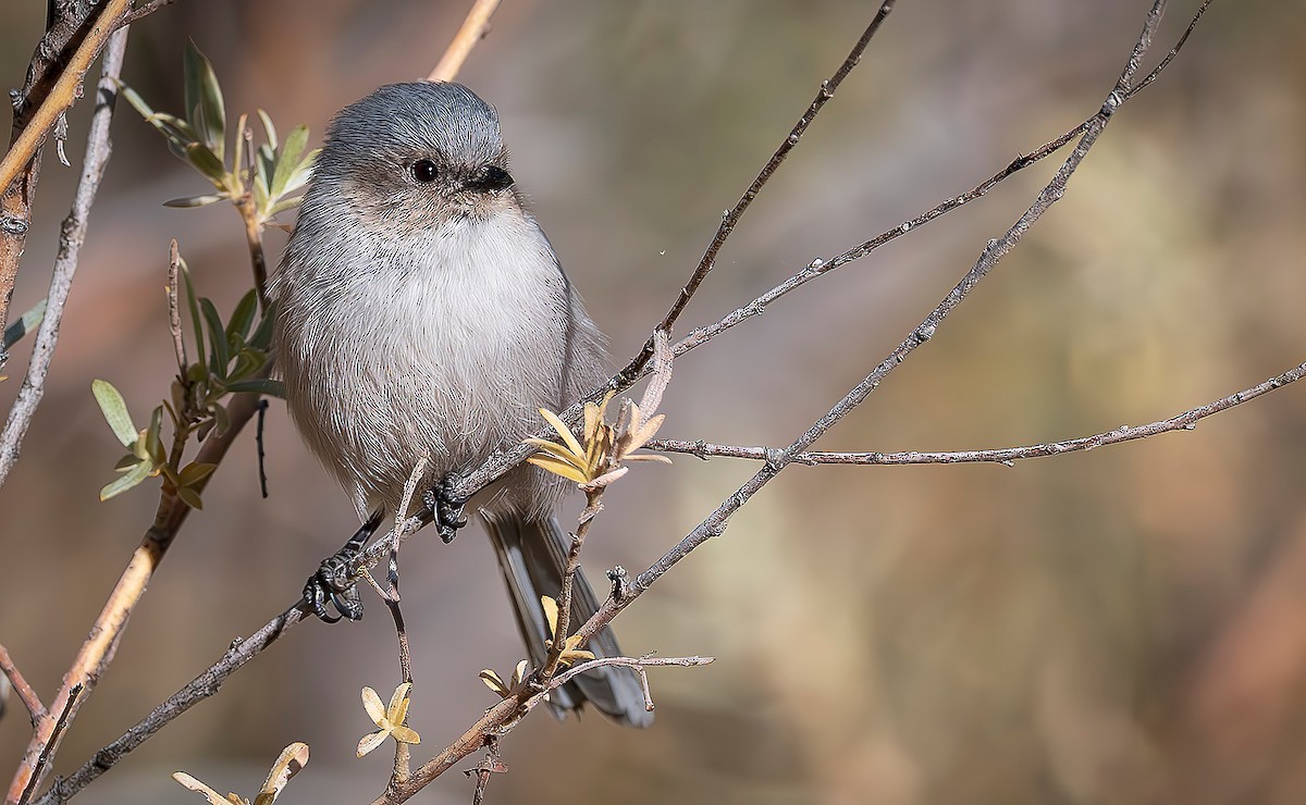 Bushtit - ML644667938
