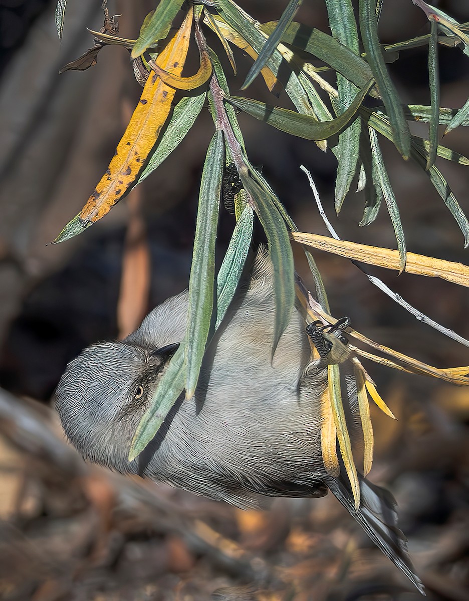 Bushtit - ML644667939