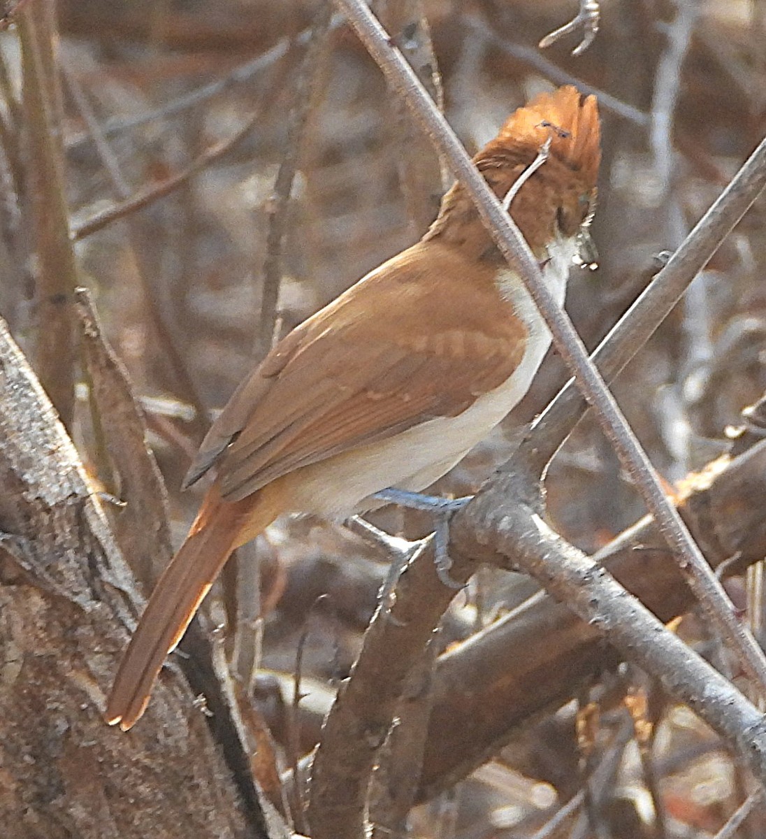 Great Antshrike - ML644667943
