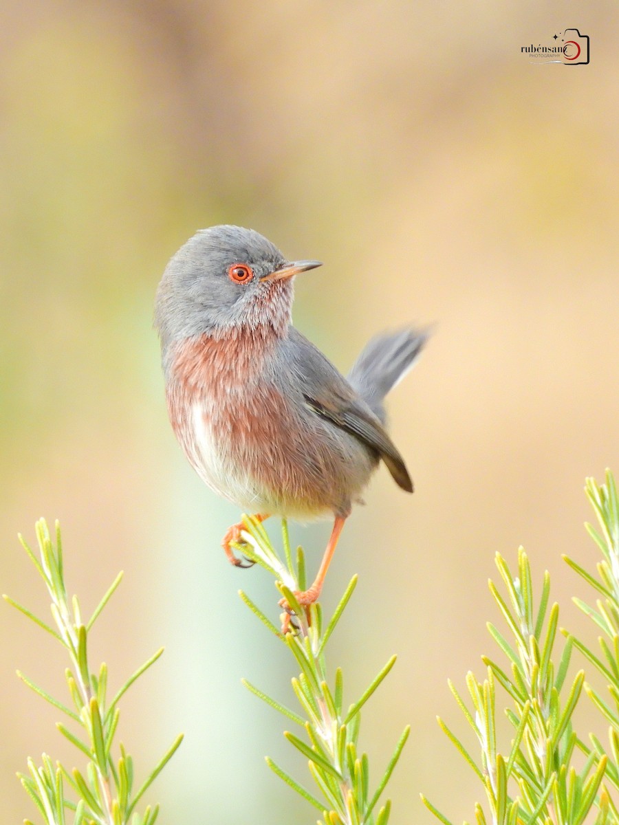 Etze-txinboa - ML644667944