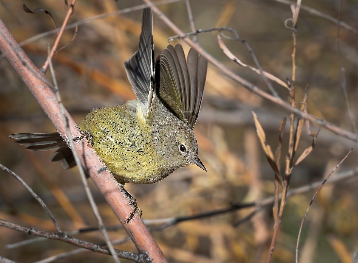 Orange-crowned Warbler - ML644667946