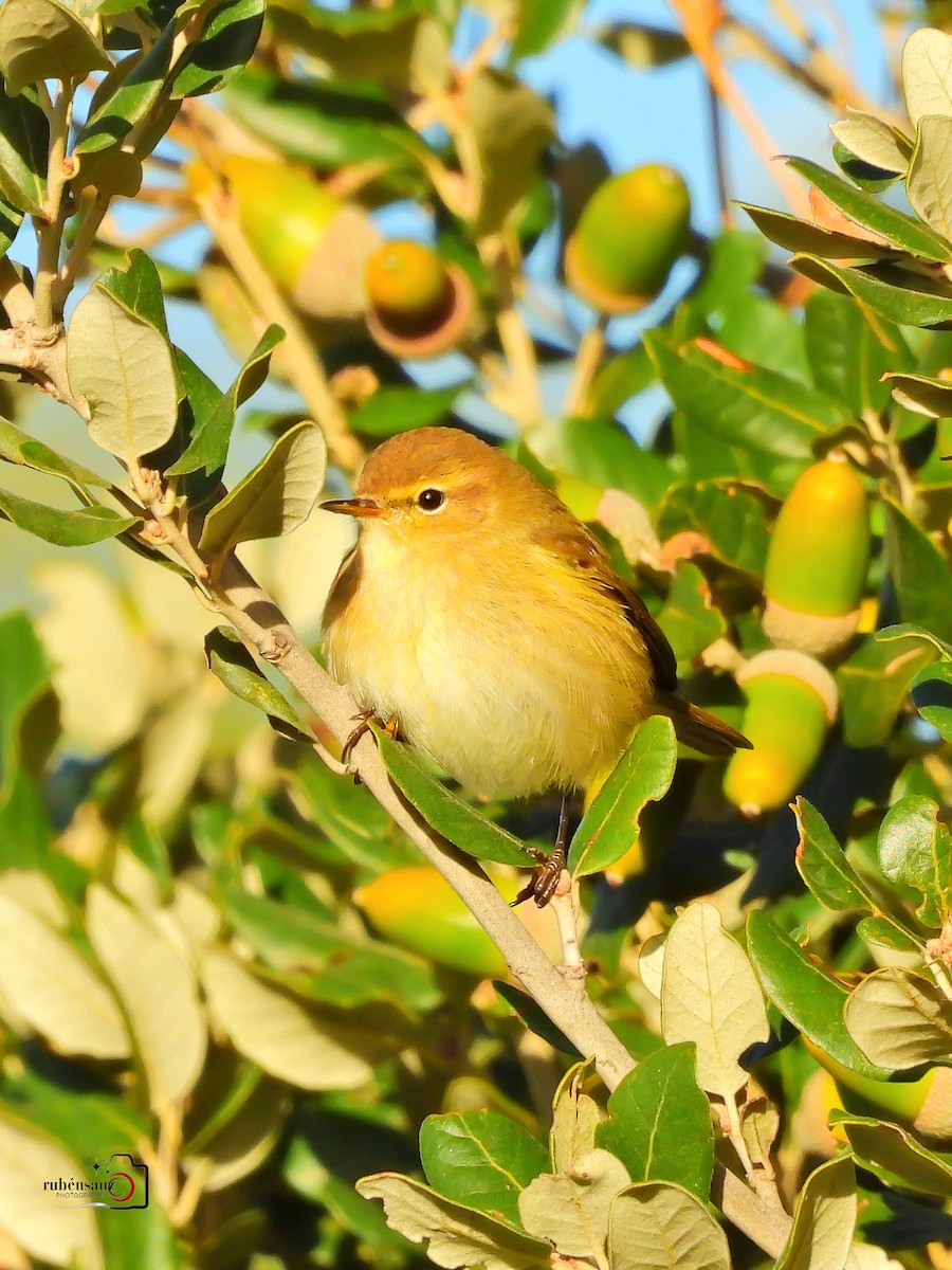 Mosquitero Común - ML644667954
