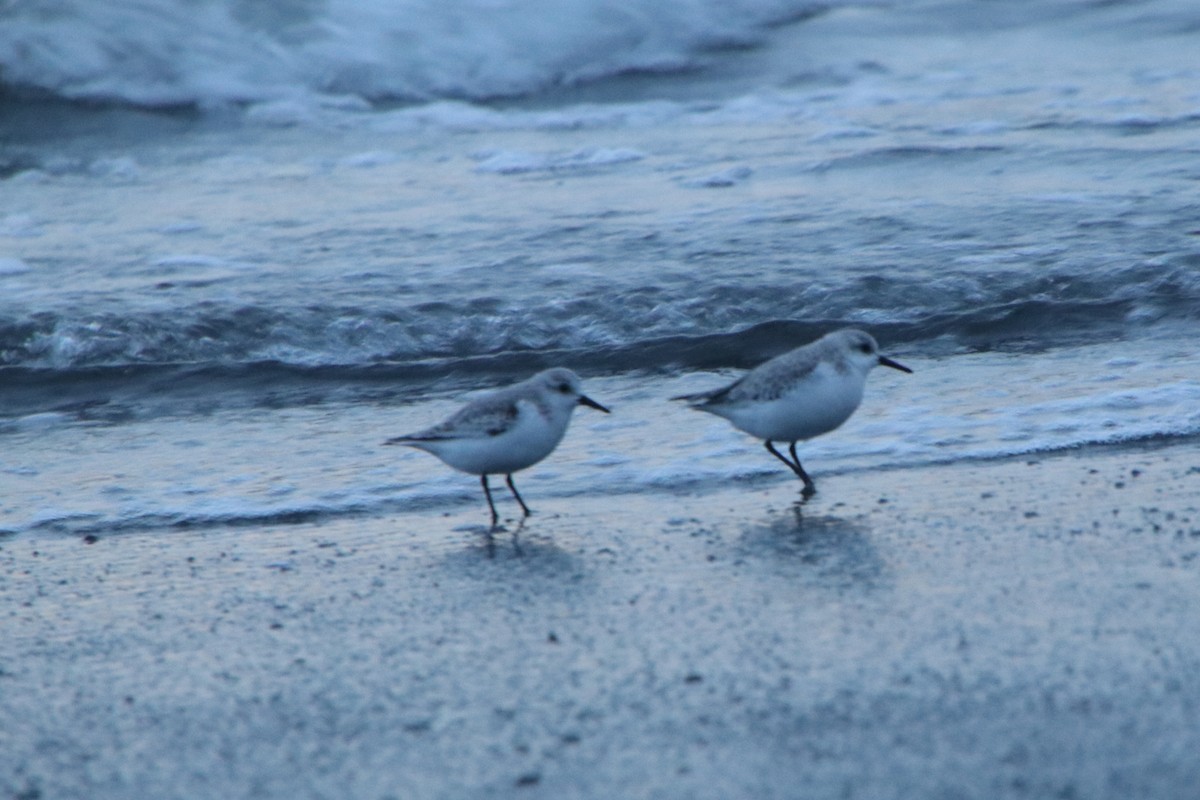 Sanderling - ML644667961