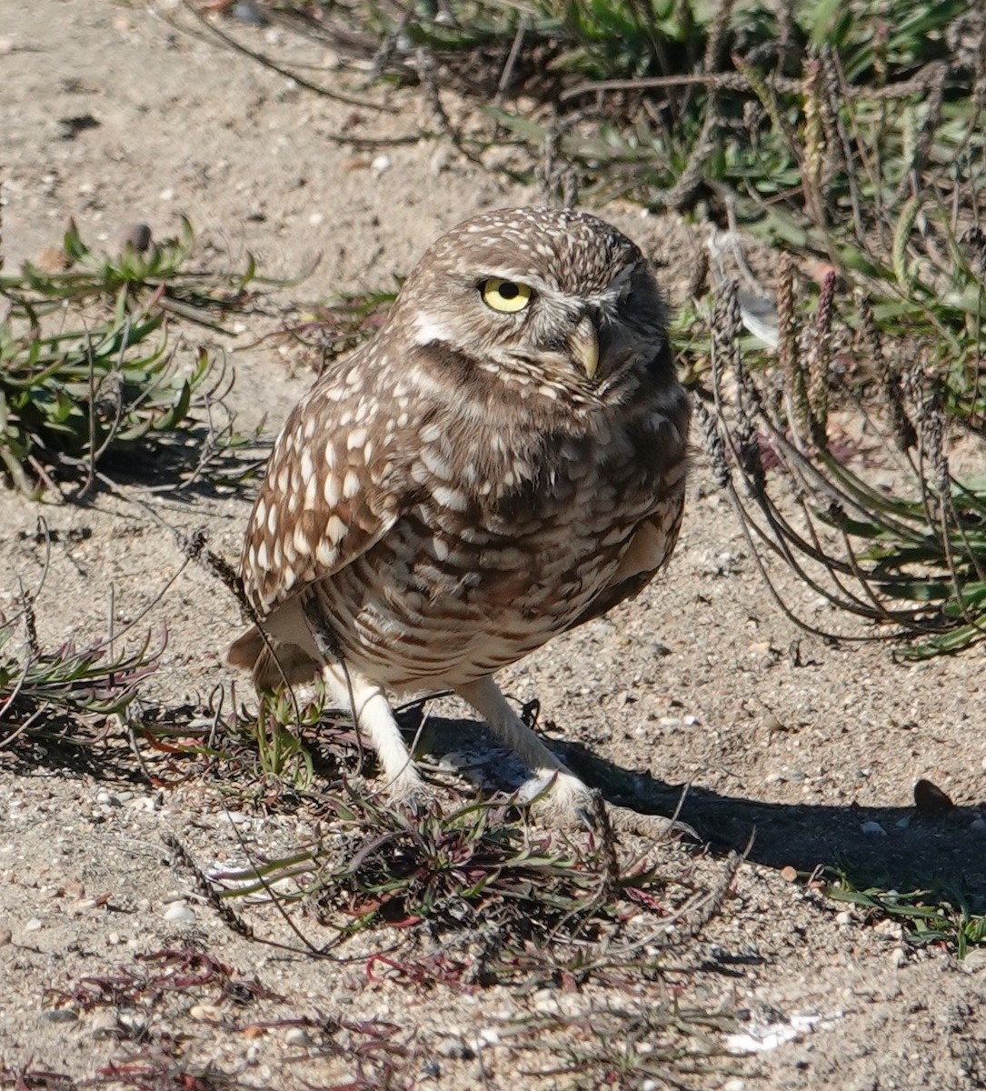 Burrowing Owl - ML644667962