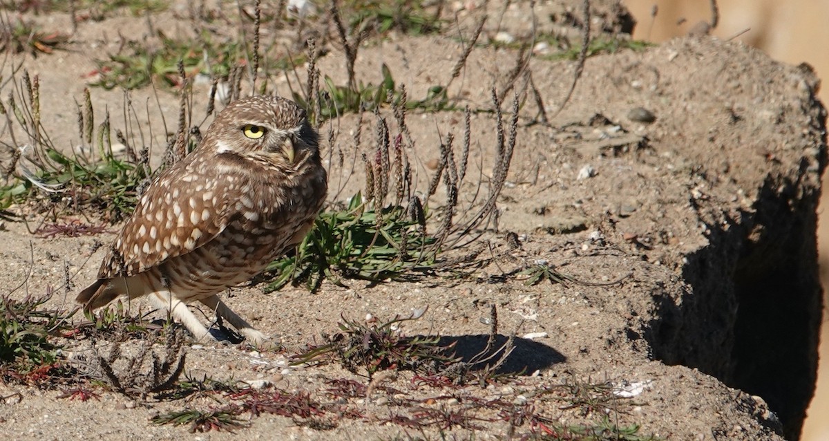 Burrowing Owl - ML644667963