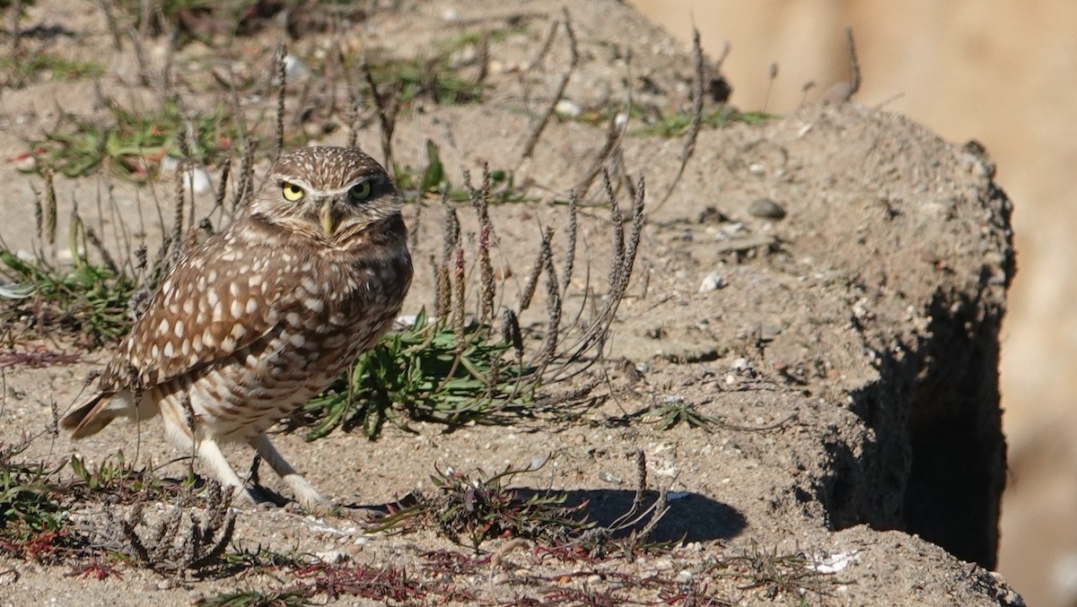 Burrowing Owl - ML644667964