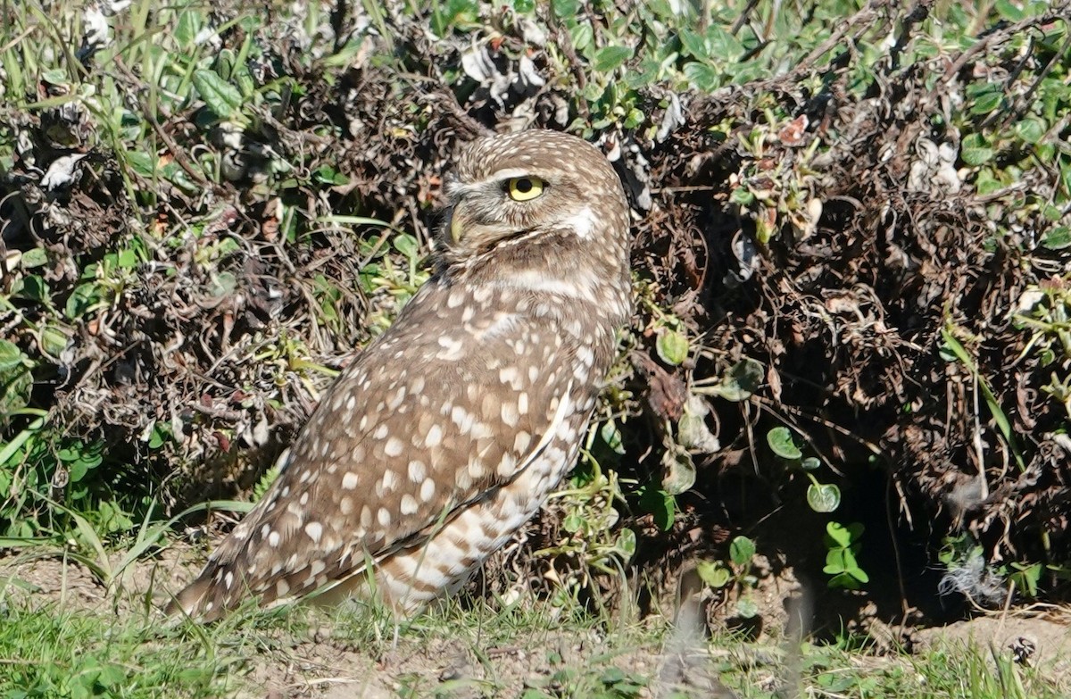 Burrowing Owl - ML644667965