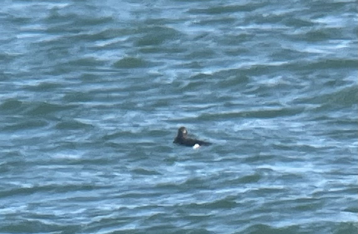 White-winged Scoter - ML644667975