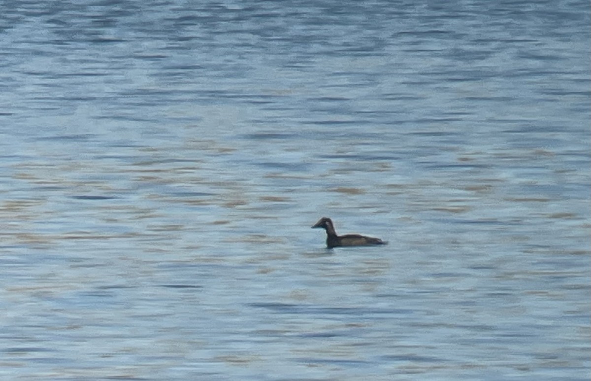 White-winged Scoter - ML644667976