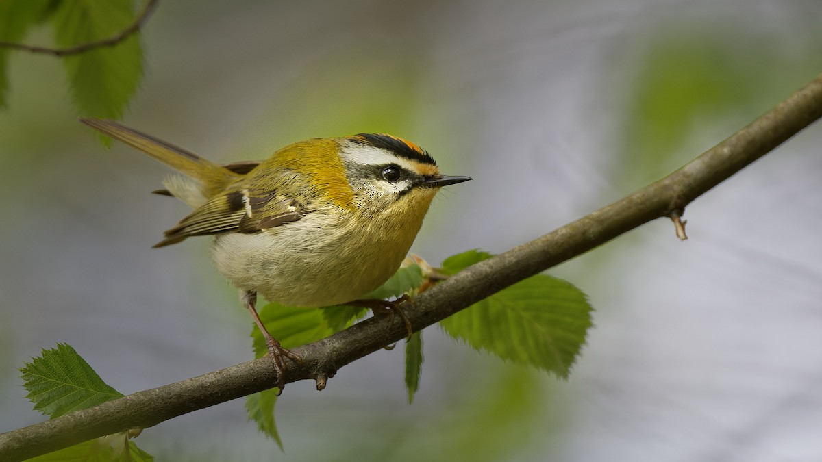 Common Firecrest - ML644667997