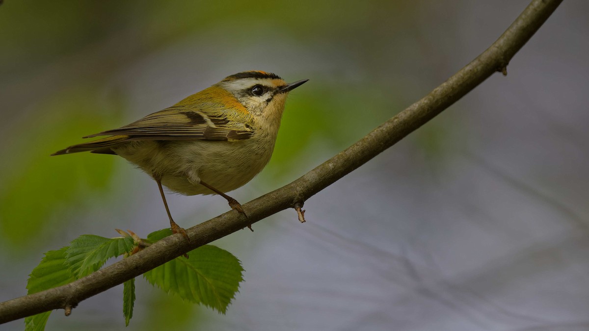 Common Firecrest - ML644668000