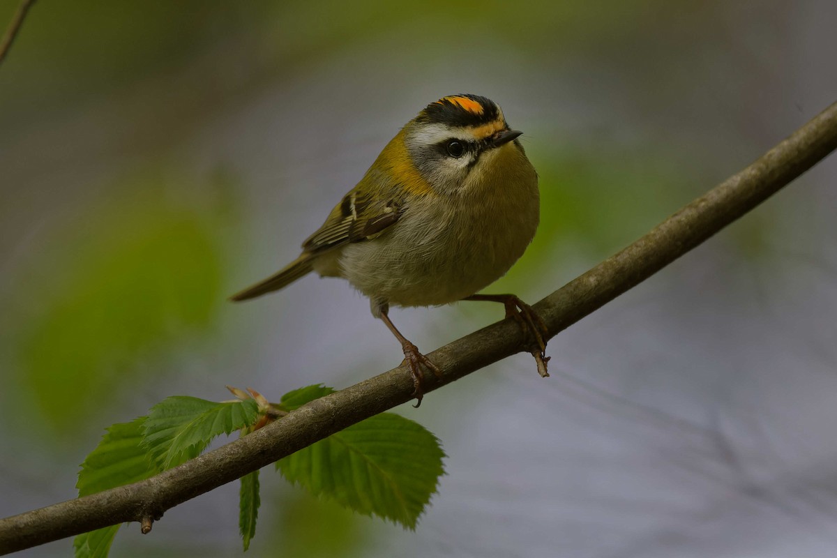 Common Firecrest - ML644668001