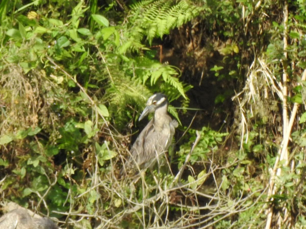אנפת לילה צהובת-כיפה - ML644668010