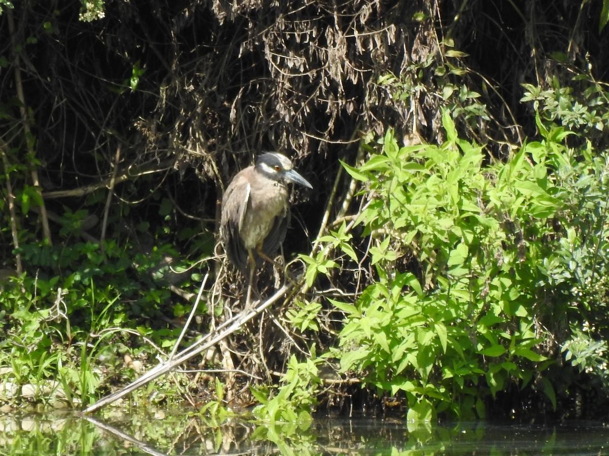 אנפת לילה צהובת-כיפה - ML644668017