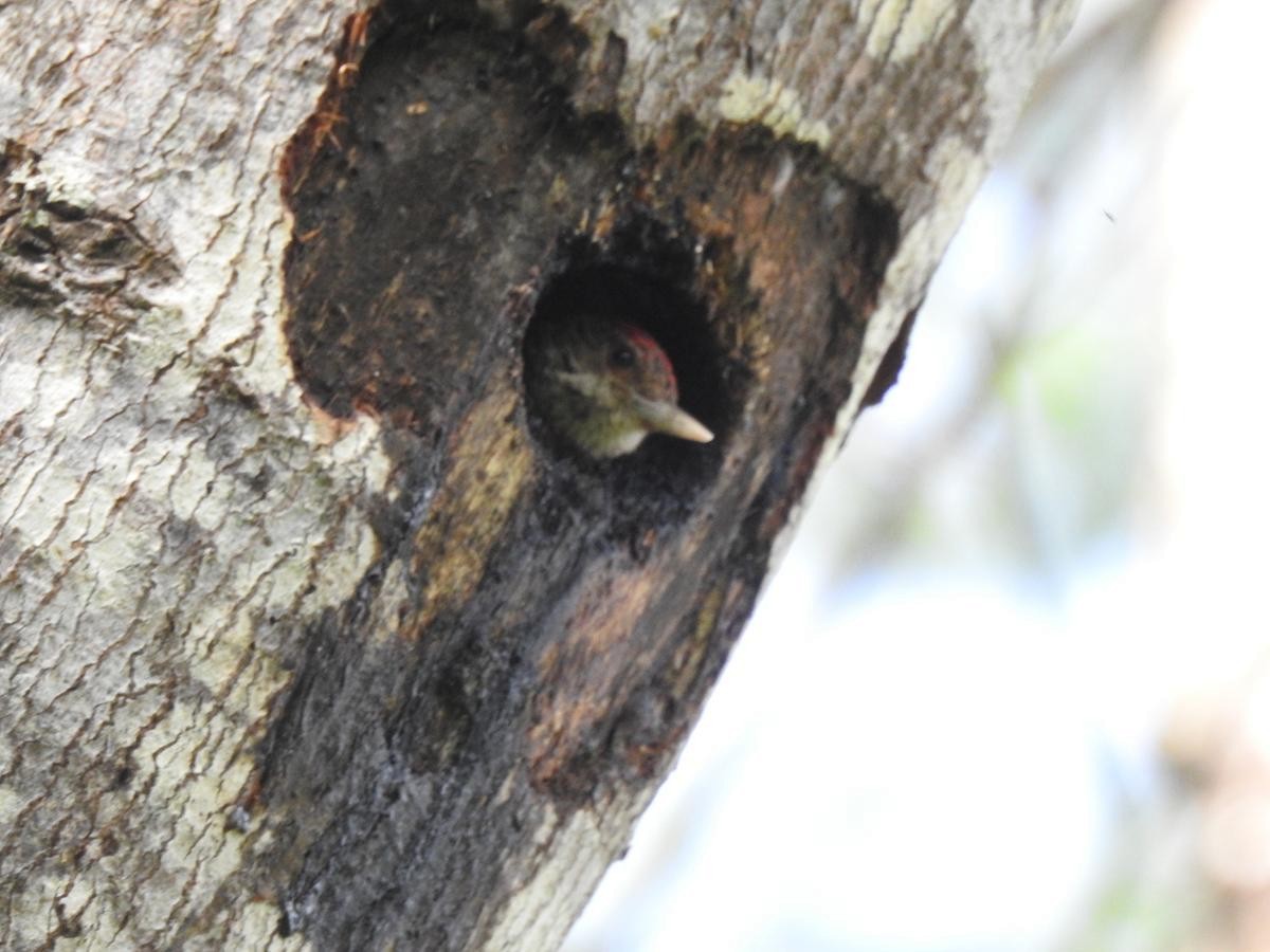 Red-rumped Woodpecker - ML644668046