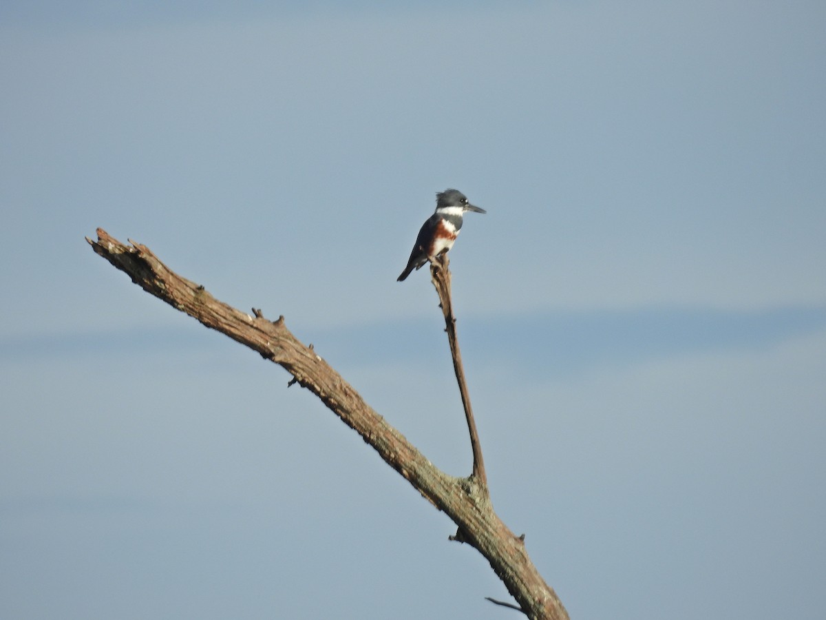 שלדג אמריקני - ML644668047