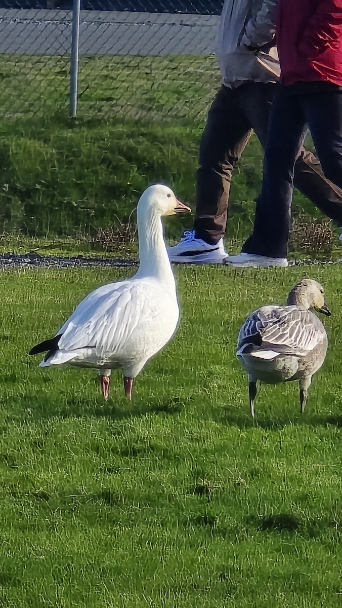 Snow Goose - ML644668050
