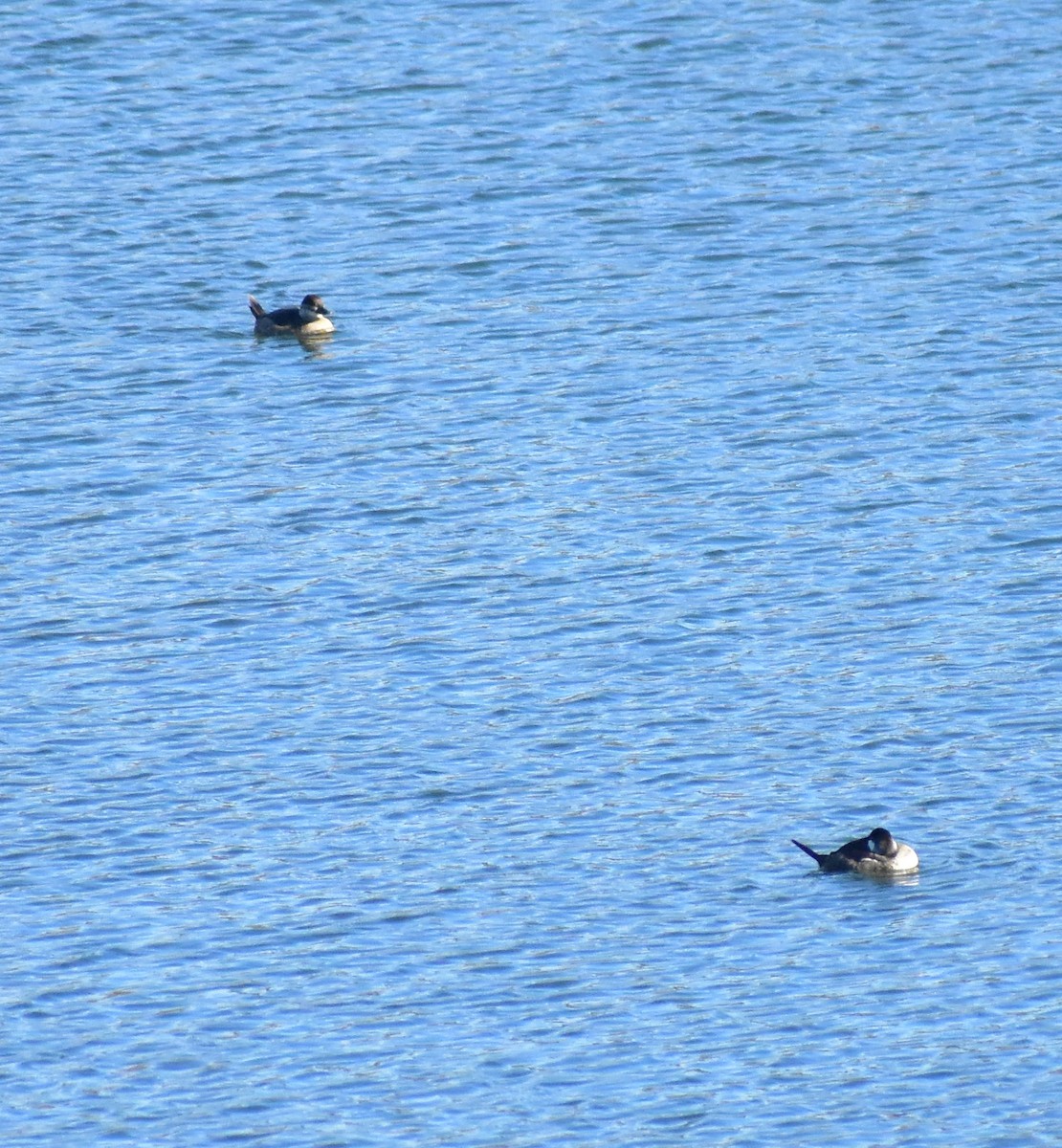 Савка американська - ML644668051