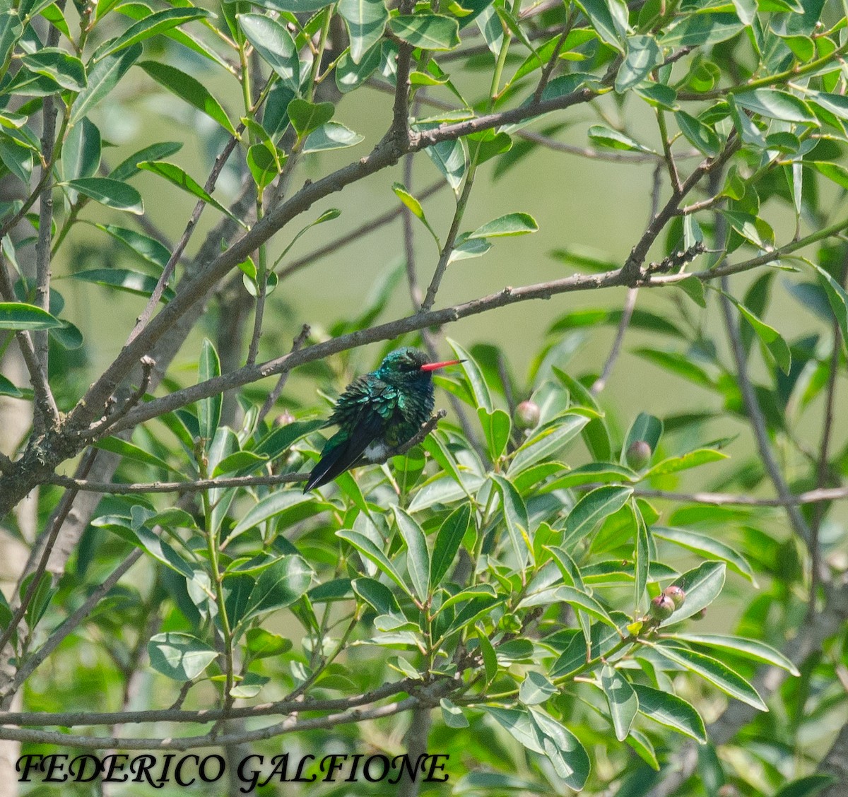Glittering-bellied Emerald - ML644668053