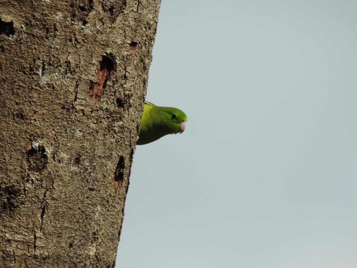 Spectacled Parrotlet - ML644668055