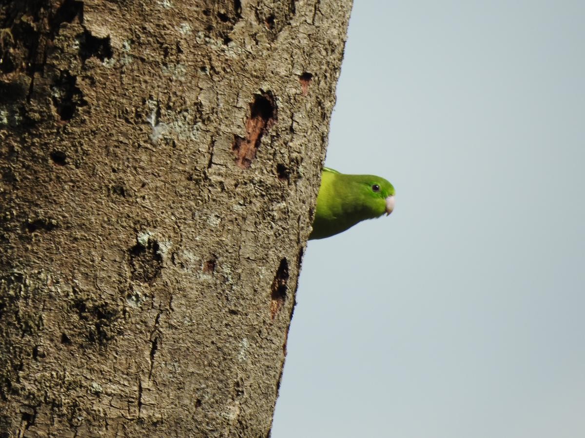 Spectacled Parrotlet - ML644668056