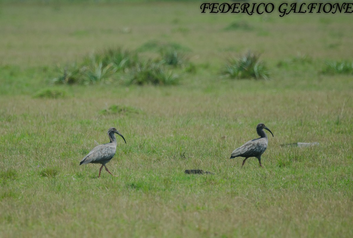 Plumbeous Ibis - ML644668063