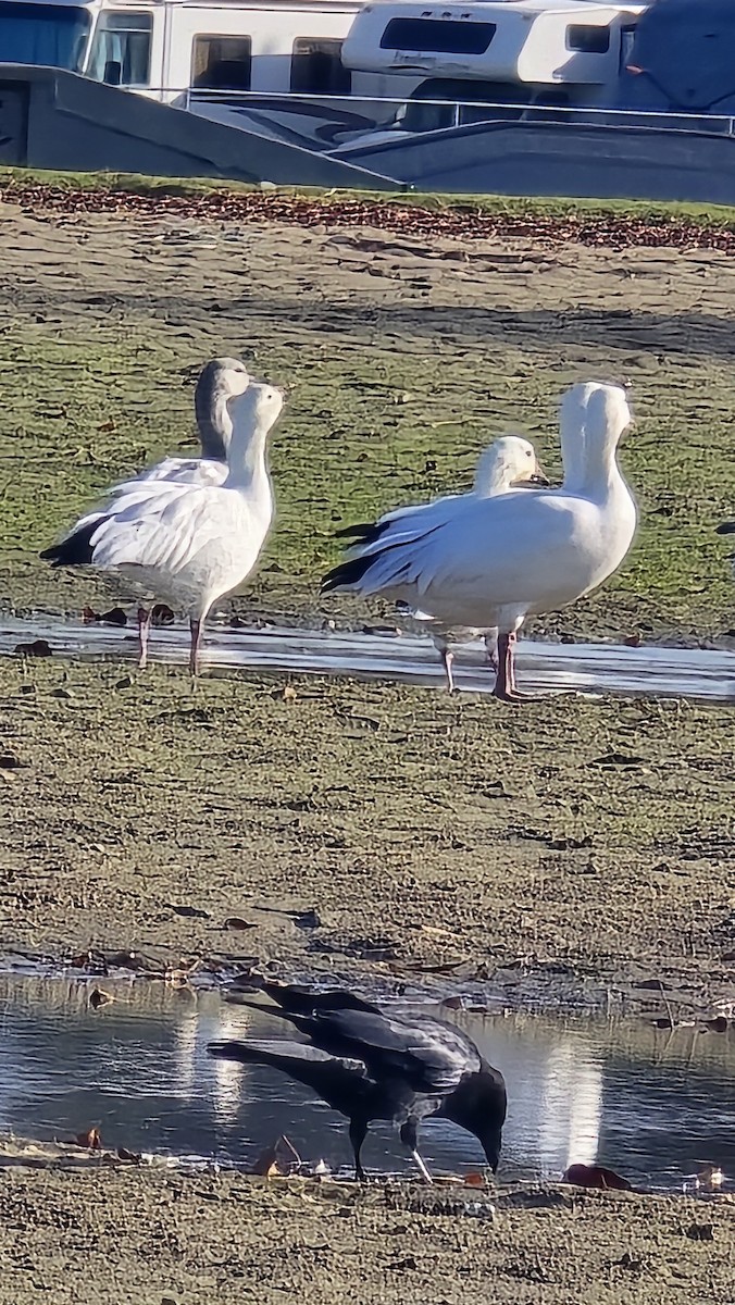 Snow Goose - ML644668067