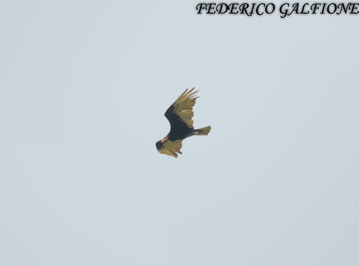 Lesser Yellow-headed Vulture - ML644668069