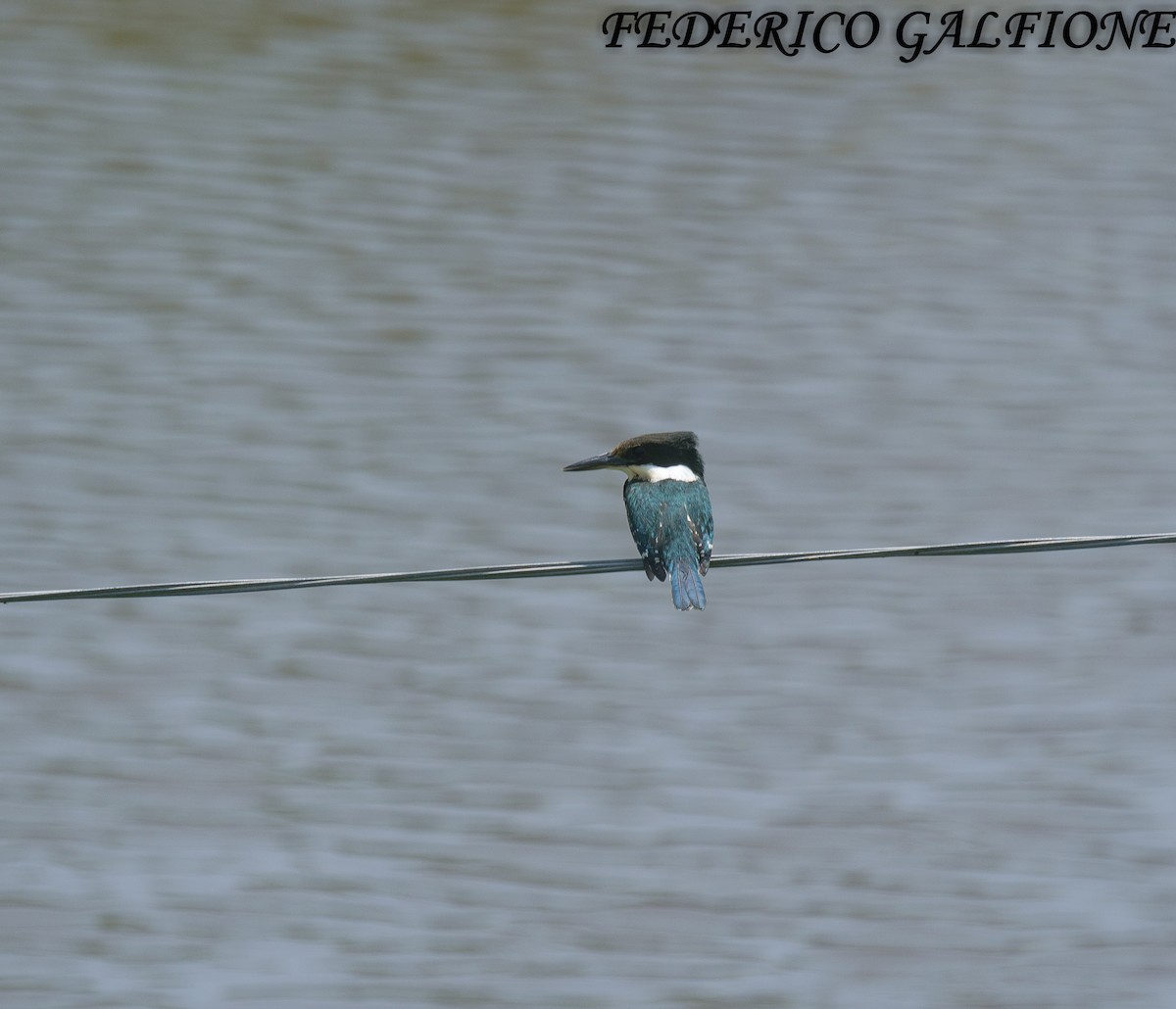 Green Kingfisher - ML644668090