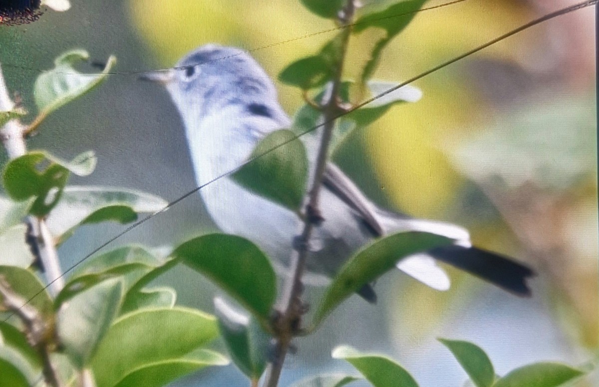 Blue-gray Gnatcatcher - ML644668094