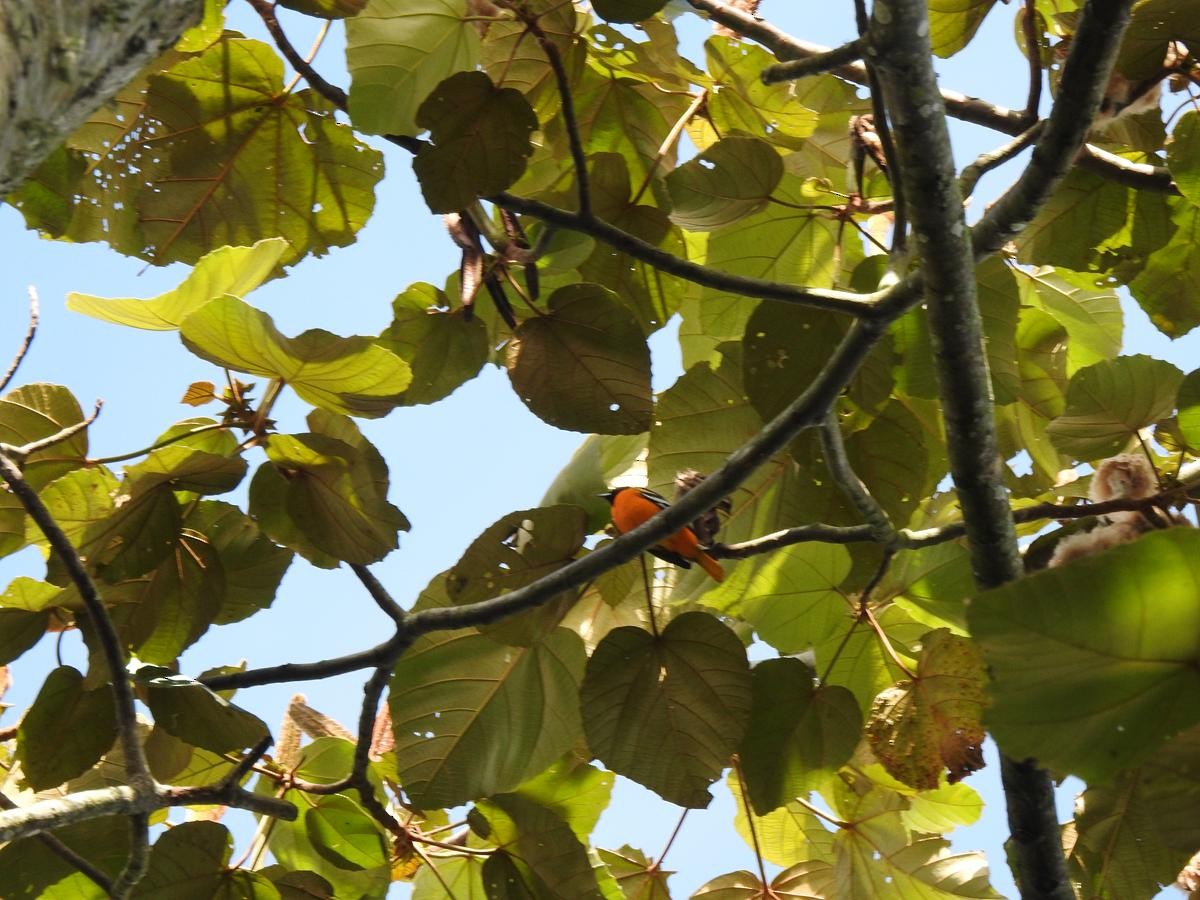 Baltimore Oriole - ML644668095