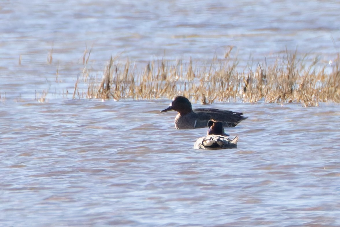 Green-winged Teal - ML644668096