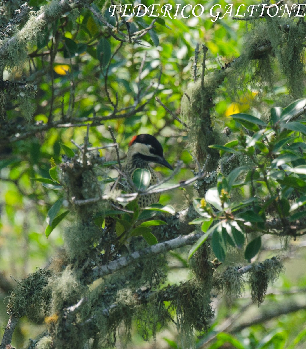 Green-barred Woodpecker - ML644668097