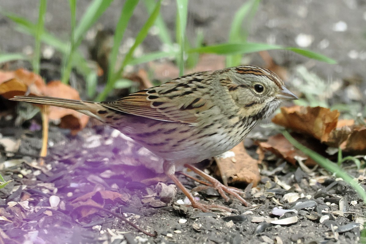 gråbrynspurv - ML644668099