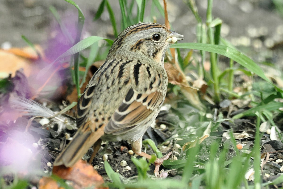 gråbrynspurv - ML644668100