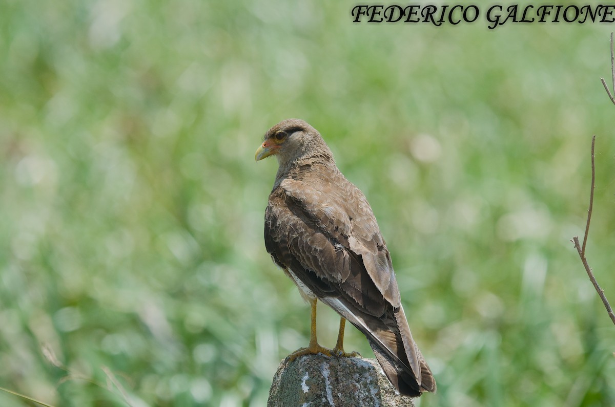 Chimango Caracara - ML644668102