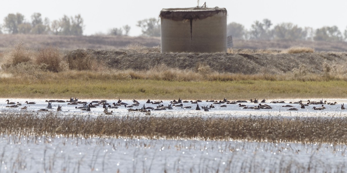 Northern Pintail - ML644668106