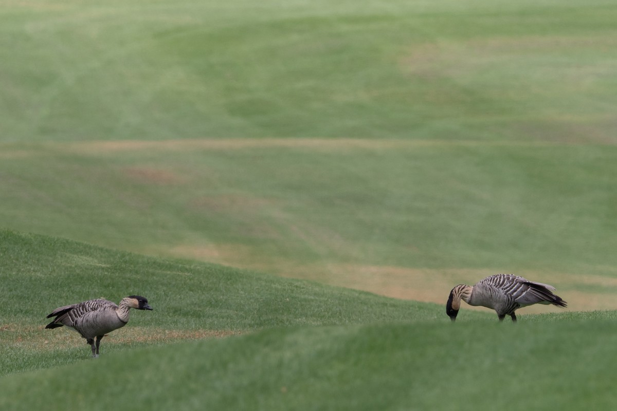 Barnacla Nené - ML644668115